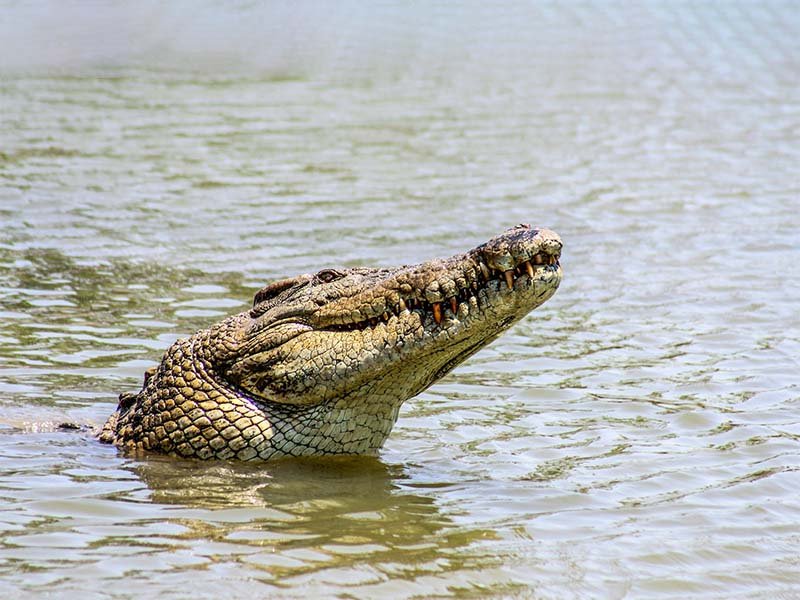 Can You See Crocodiles in Victoria Falls?