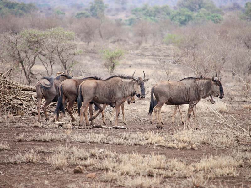 Why the Dry Season is the Best Time to Visit Chobe National Park