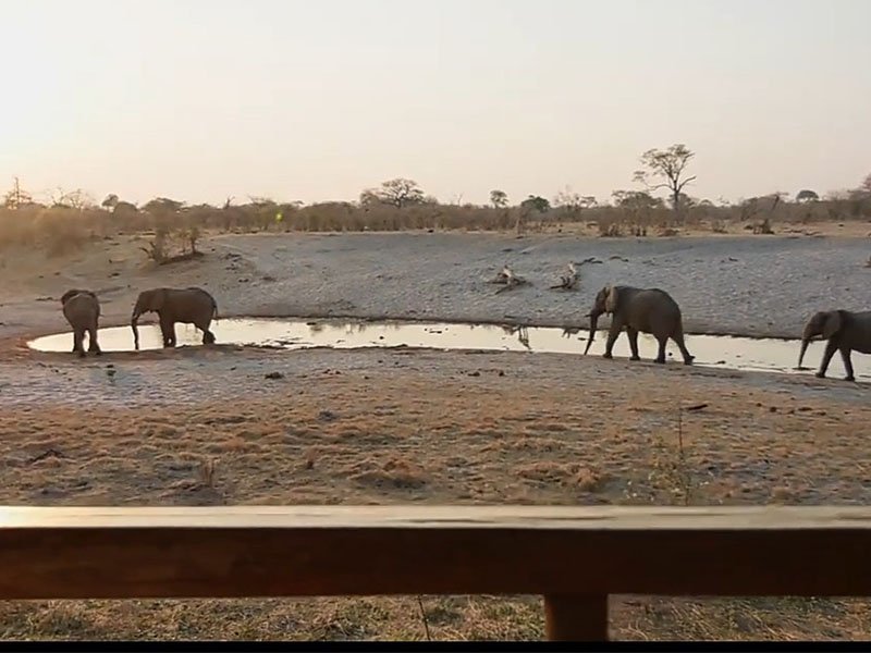 savute safari lodge, best place near chobe national park 
