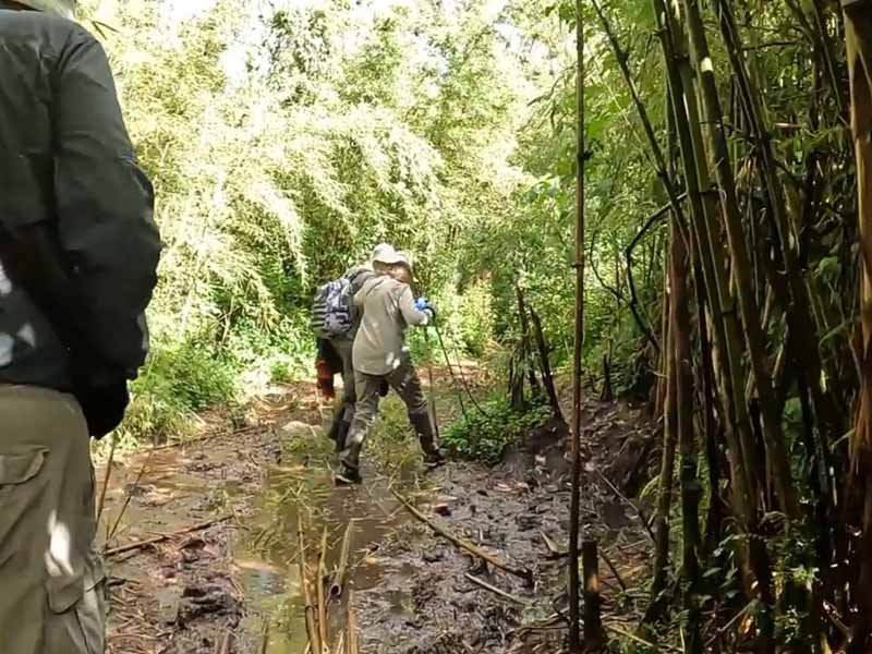 Gorilla Trekking in Rwanda 