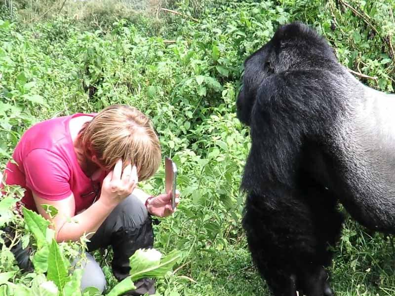 gorilla trekking in rwanda 