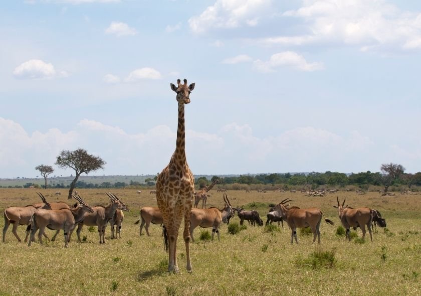 incredible African safari destinations