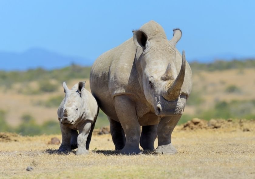 Why Choose a South African Safari