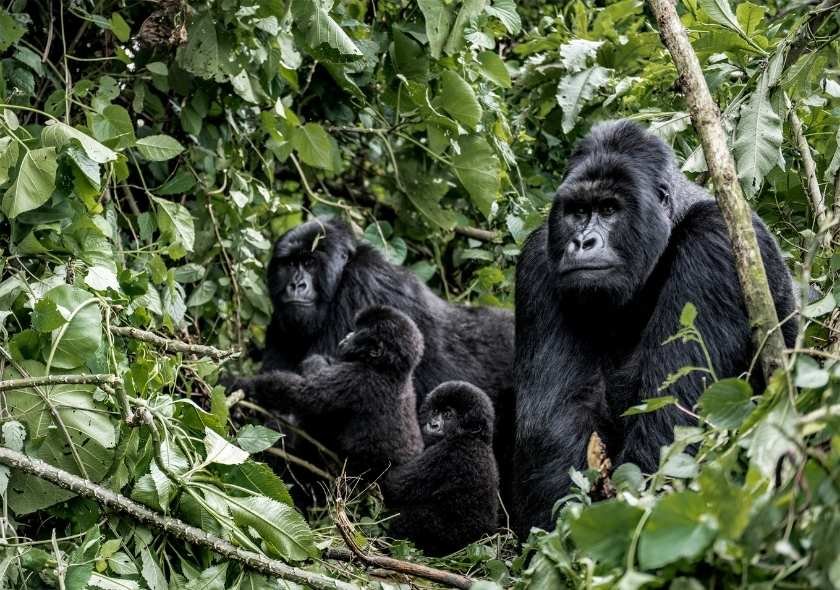Why choose Rwanda for Gorilla Trekking