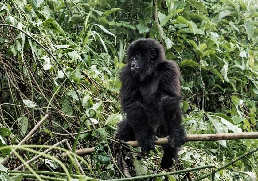 choosing Rwanda for your gorilla trekking adventu