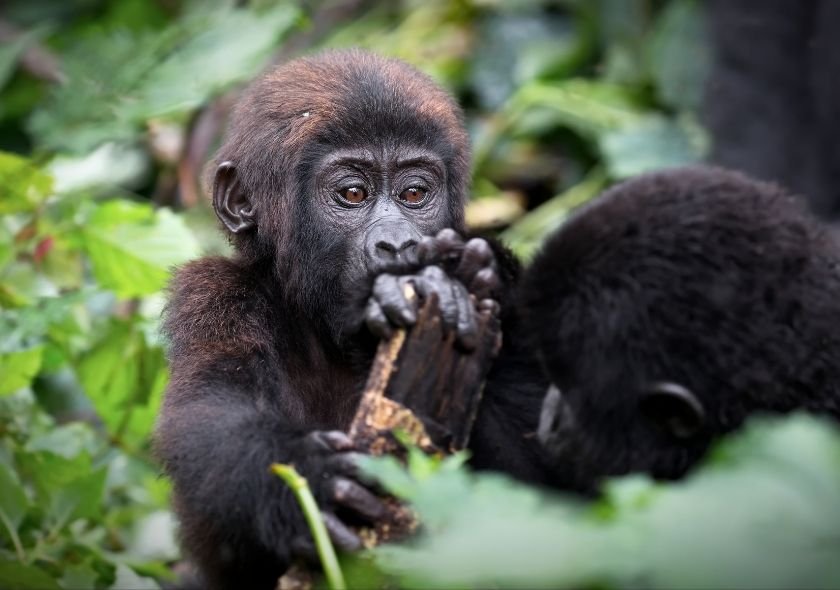 Observing gorillas in their natural habitat