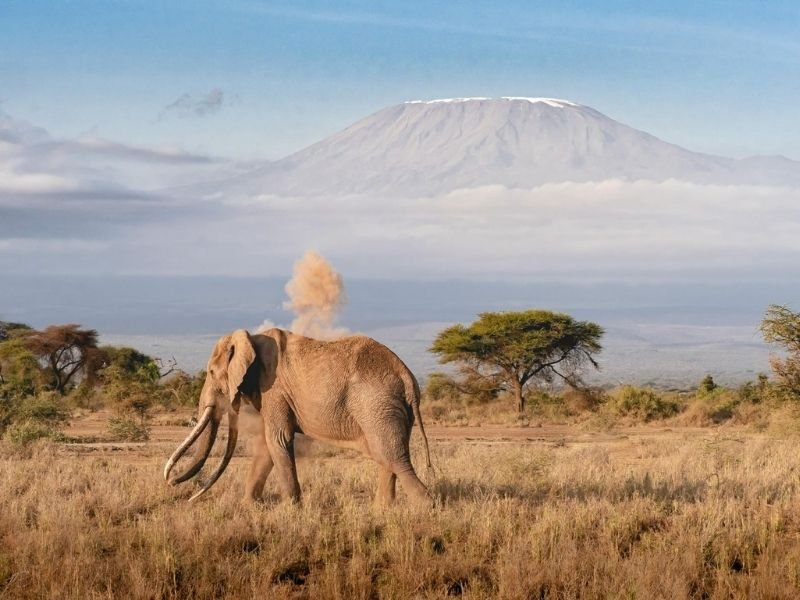 Mount Kilimanjaro Climbing Guide: Ideal Times for the Ultimate Trek