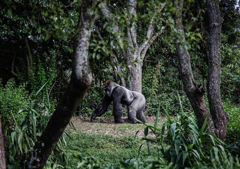 Choosing the best destination for Gorilla Trekking