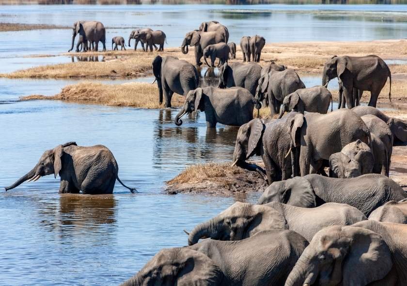 South African Elephants