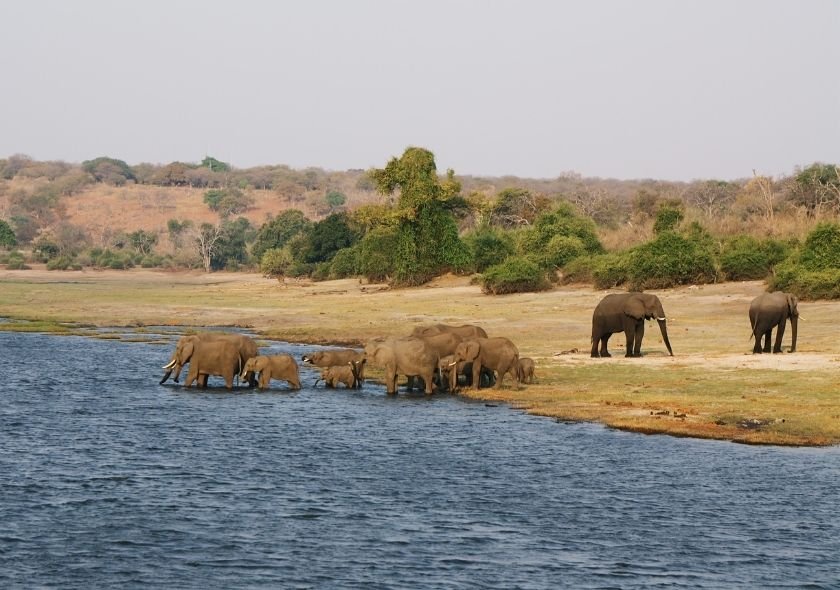 Chobe National Park is located in the northeastern corner of Botswana