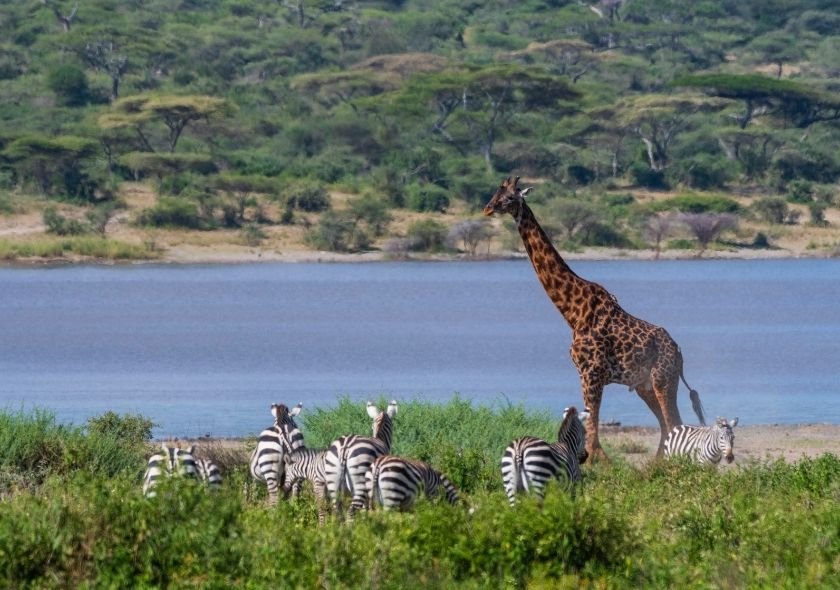 Moremi Game Reserve is located in the Okavango Delta, in northern Botswana