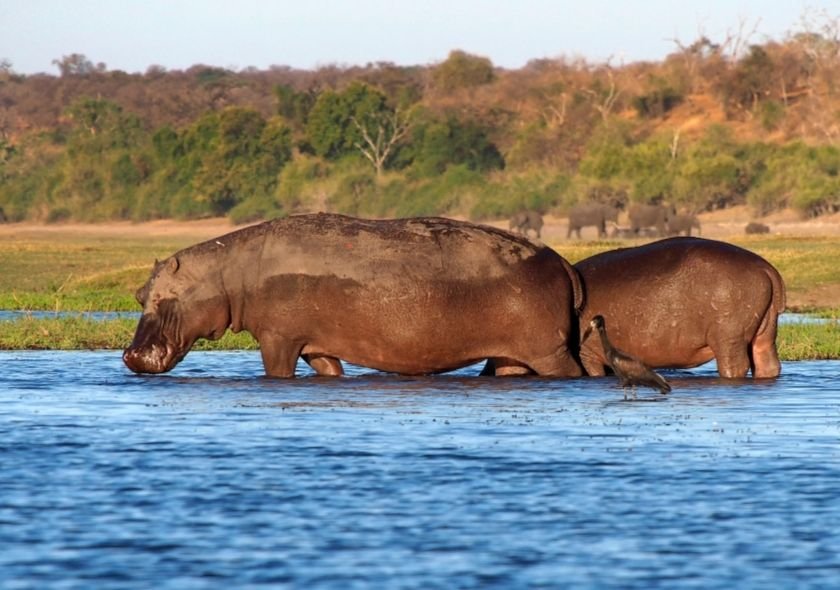 Hippopotamus of Botswana During your Safari