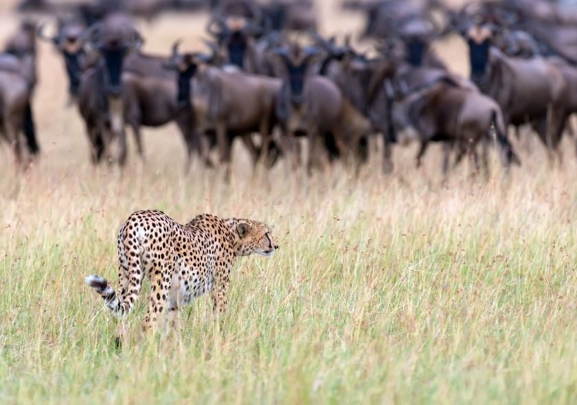 Masai Mara is a Popular Kenya Safari Tours Attractions