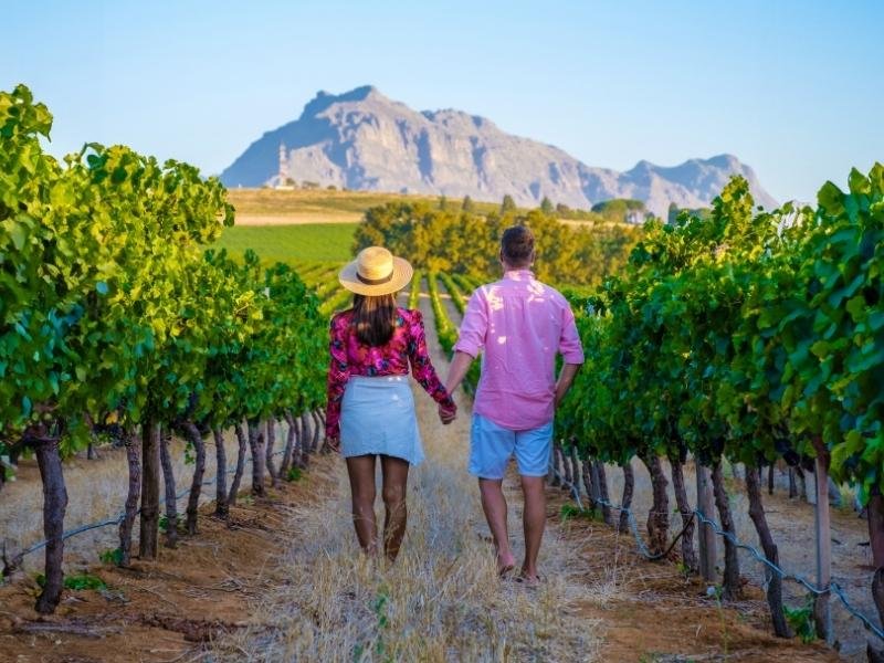 The Wine vineyards in South Africa Are best Safaris to experience