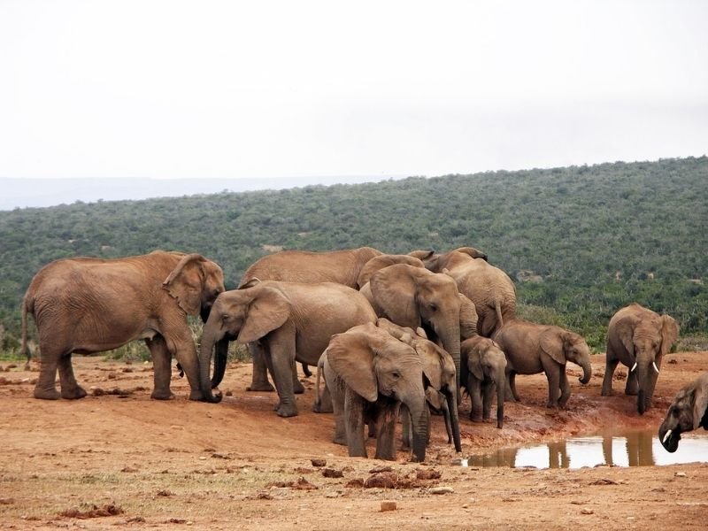 Wildlife in Botswana: What animals will you see on Safari?
