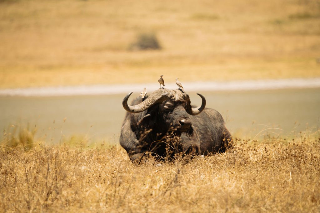 The Buffalo Of Botswana safari