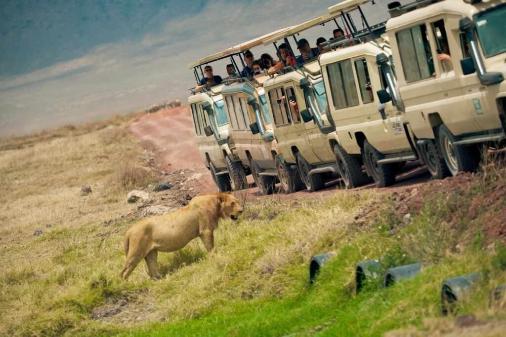 African safari Cars used for your safari