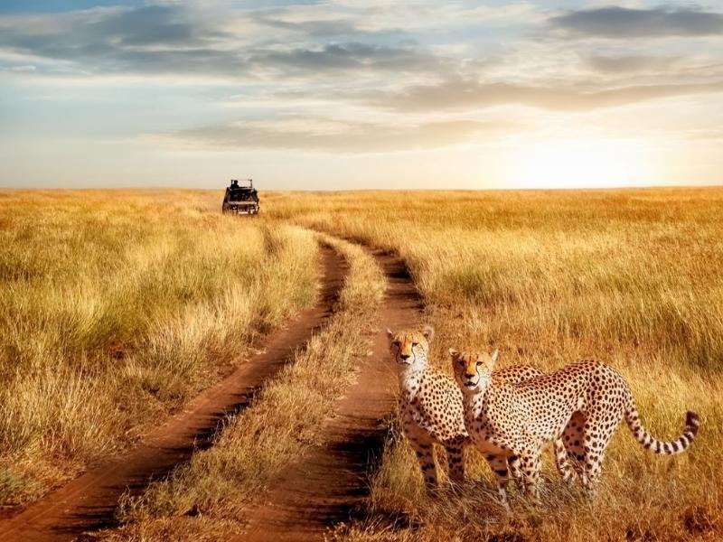 Why Choose a Group Safari?