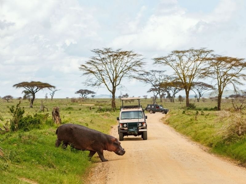 What You Didn't Know About Planning An African Safari - Seasons, Budget, & Destinations