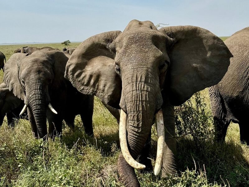 Luxury vs. Budget Family Safaris in East Africa: What’s Best for Your Family?