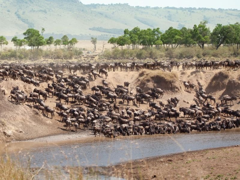 The Great Migration Safari: A Once-in-a-Lifetime Experience for Families + Packing Guide