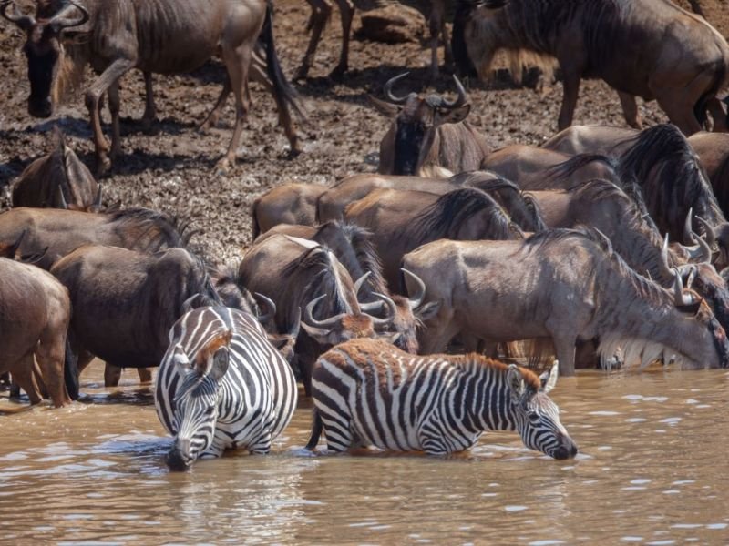 While planning your trip around the exact timing of The Great Migration is vital