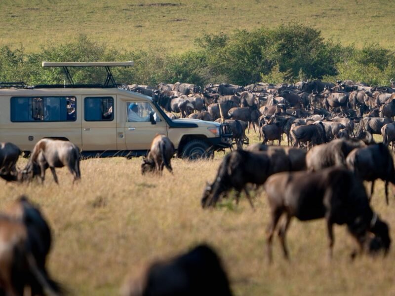 When and Where to Witness the Crossings on a Migration Safari