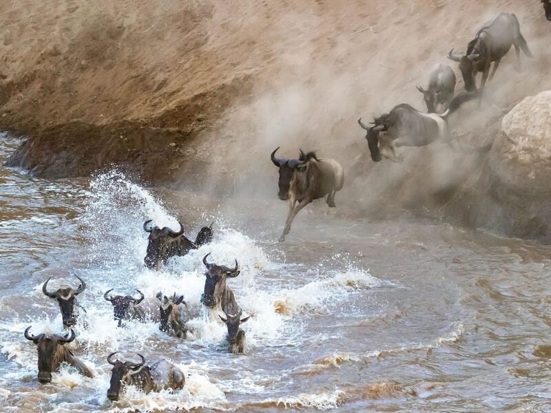 Migration Safari Camps and Lodges
