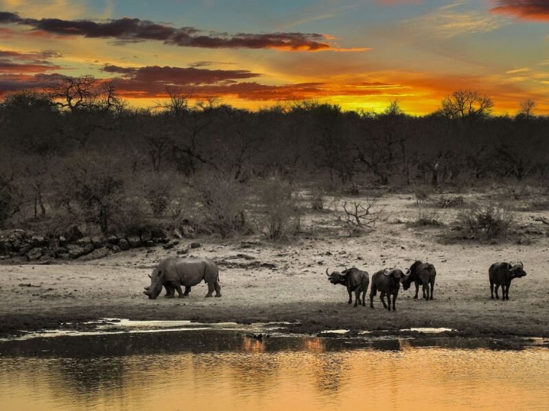 When to see the Big 5?