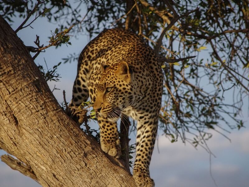 The best places to see the Big 5