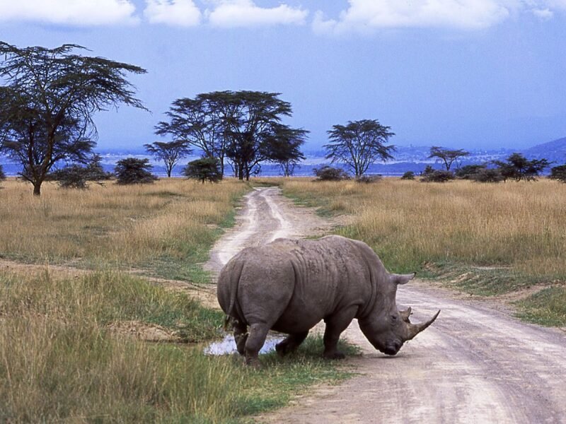 Best Time to Go on Safari in East Africa