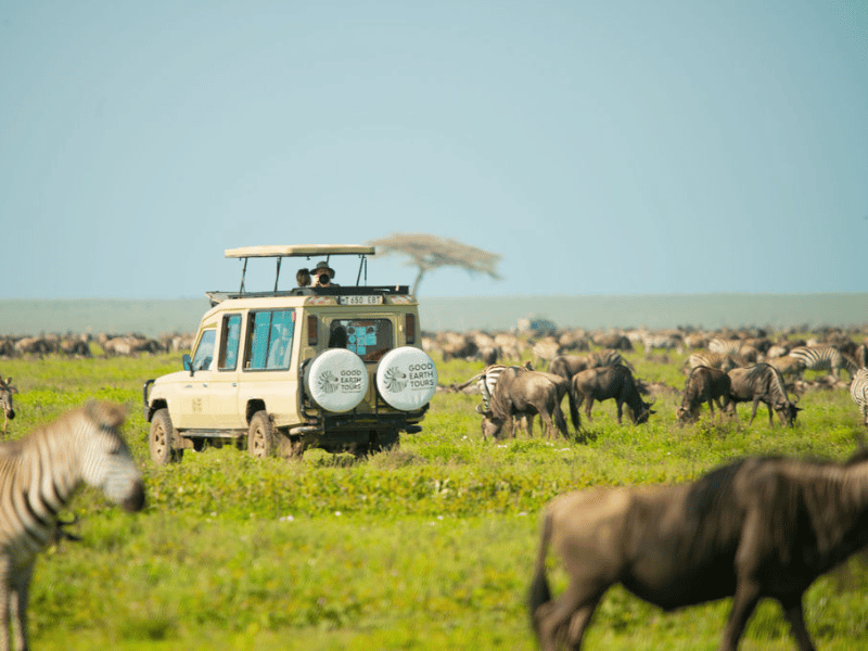 The Green Season in East Africa: Why the “Low” Season may be the Best Time for Your Safari