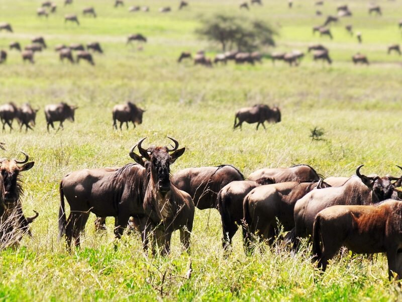 Calving season Tanzania safari, a photographers paradise