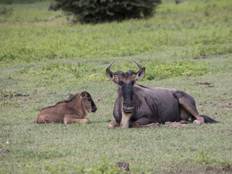 Top Destinations for Calving Season in Tanzania