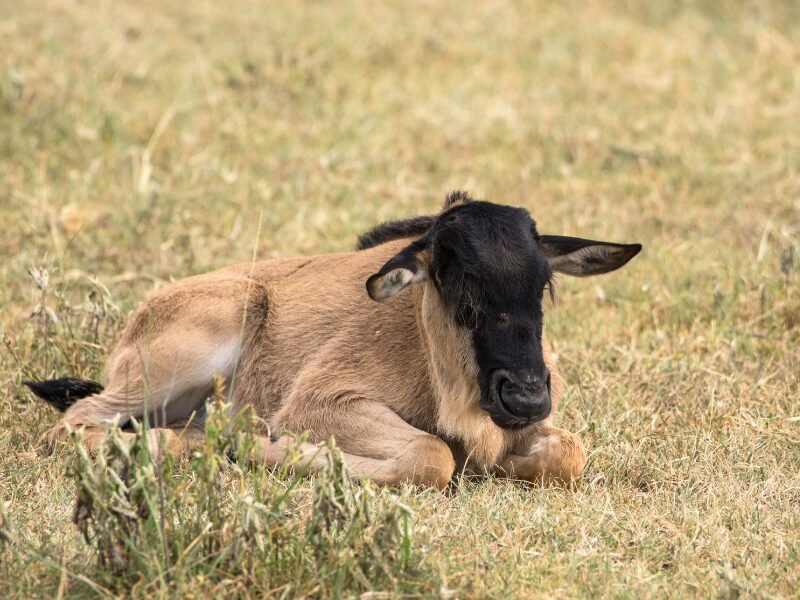 Why You Should Go on a Tanzania Safari During The Calving Season