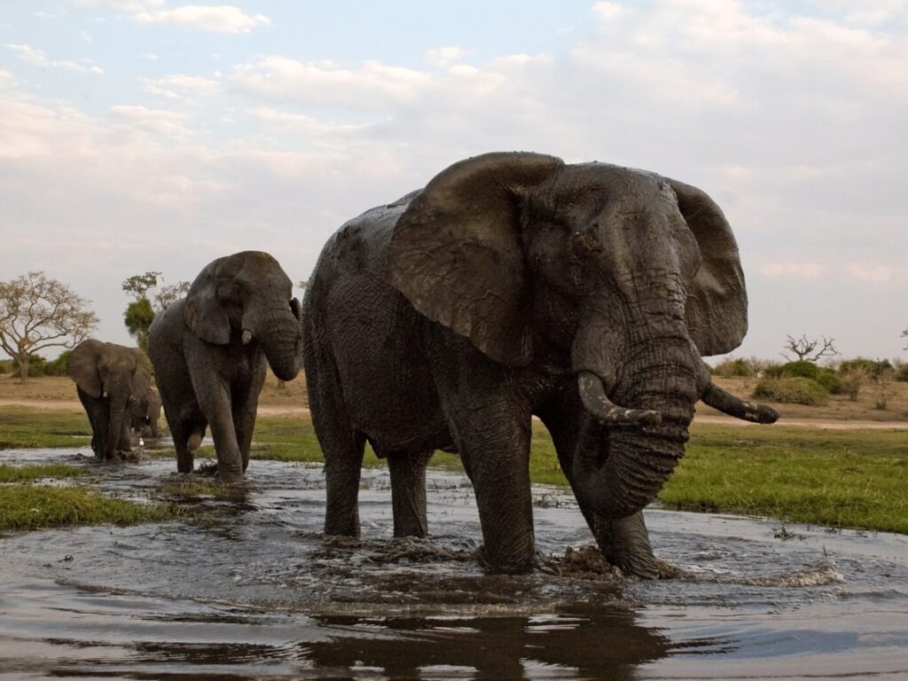 Chobe National Park, located in northern Botswana, is synonymous with vast herds of elephants. With an estimated 120,000 elephants roaming its plains, Chobe is a must-visit for wildlife enthusiasts.